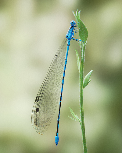 Dragonfly :) 3d blender bmd fusion cycles dragonfly insect macro shot photorealistic sculpting