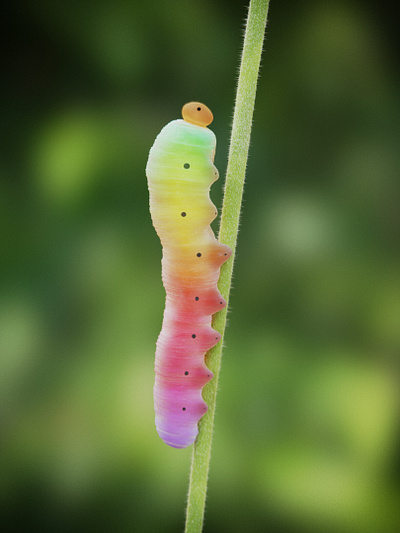 Caterpillar :) 3d 3d art blender bug caterpillar macro shot modelling nature phhotorealistic procedural shading