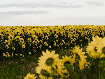 Sunflower Garden 3d blender conceptual dribbleshot surreal
