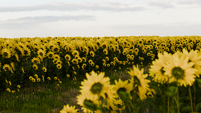 Sunflower Garden 3d blender conceptual dribbleshot surreal