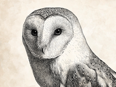 Barn Owl in Pen & Ink background bird drawing illustration ink lifelike owl pen realistic vintage watercolor wildlife