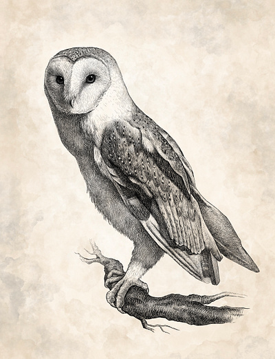 Barn Owl in Pen & Ink background bird drawing illustration ink lifelike owl pen realistic vintage watercolor wildlife