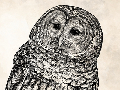 Barred Owl in Pen & Ink art background bird drawing illustration ink owl pen realistic sketch vintage wallart watercolor wildlife