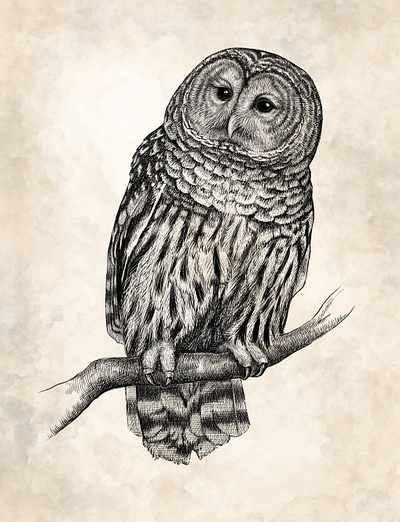 Barred Owl in Pen & Ink art background bird drawing illustration ink owl pen realistic sketch vintage wallart watercolor wildlife