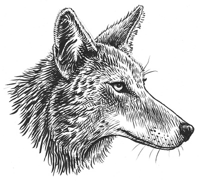 Coyote animals art artist artwork dog drawing hand drawn illustration ink