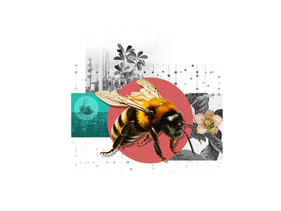 Bumblebee Collage collage composition editorial environment illustration nature news