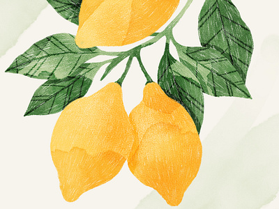 Lemons Illustration botanical botany fruit illustration lemons pencil poster wall art watercolor