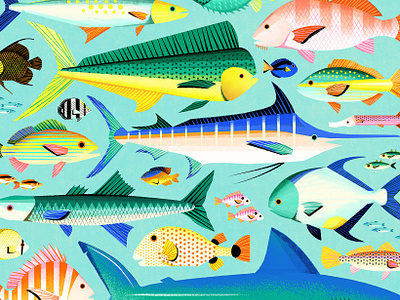 Key West Fish editorial fish flat lay illustration illustrator key west photoshop science species study