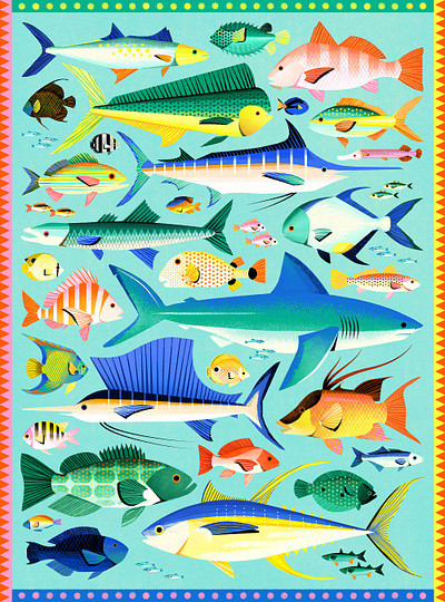 Key West Fish editorial fish flat lay illustration illustrator key west photoshop science species study