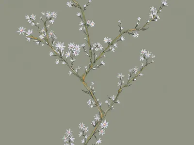 Botanical Sketch drawing illustration procreate sketch