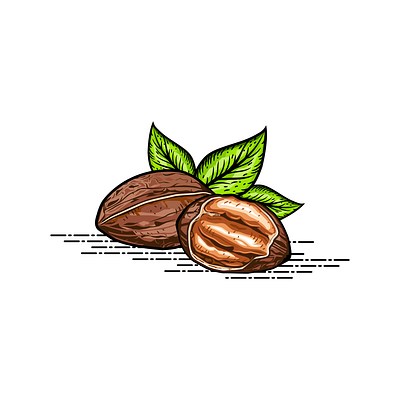 PECAN ILLUSTRATION design graphic design illustration logo vector