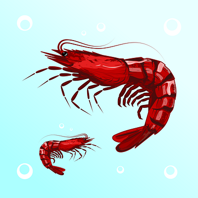 SHRIMP ILLUSTRATION branding design graphic design illustration logo vector