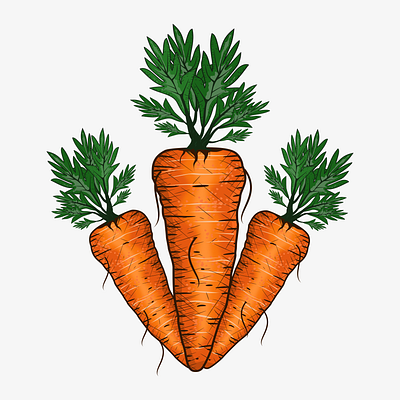 CARROT ILLUSTRATION branding design graphic design illustration logo vector