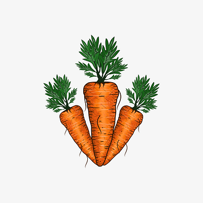 Carrots Illustration branding design graphic design illustration logo vector