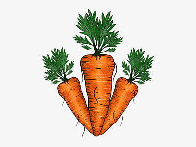 Carrots Illustration branding design graphic design illustration logo vector