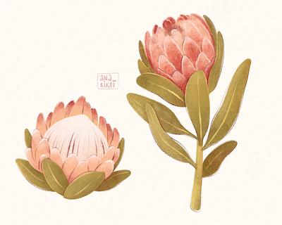 Protea flower illustration art autumn flower botanical clip art delicate fall flower flower flower clipart flowers hand drawn illustration nature peach fuzz poster design print protea protea flower