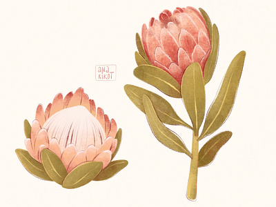 Protea flower illustration art autumn flower botanical clip art delicate fall flower flower flower clipart flowers hand drawn illustration nature peach fuzz poster design print protea protea flower