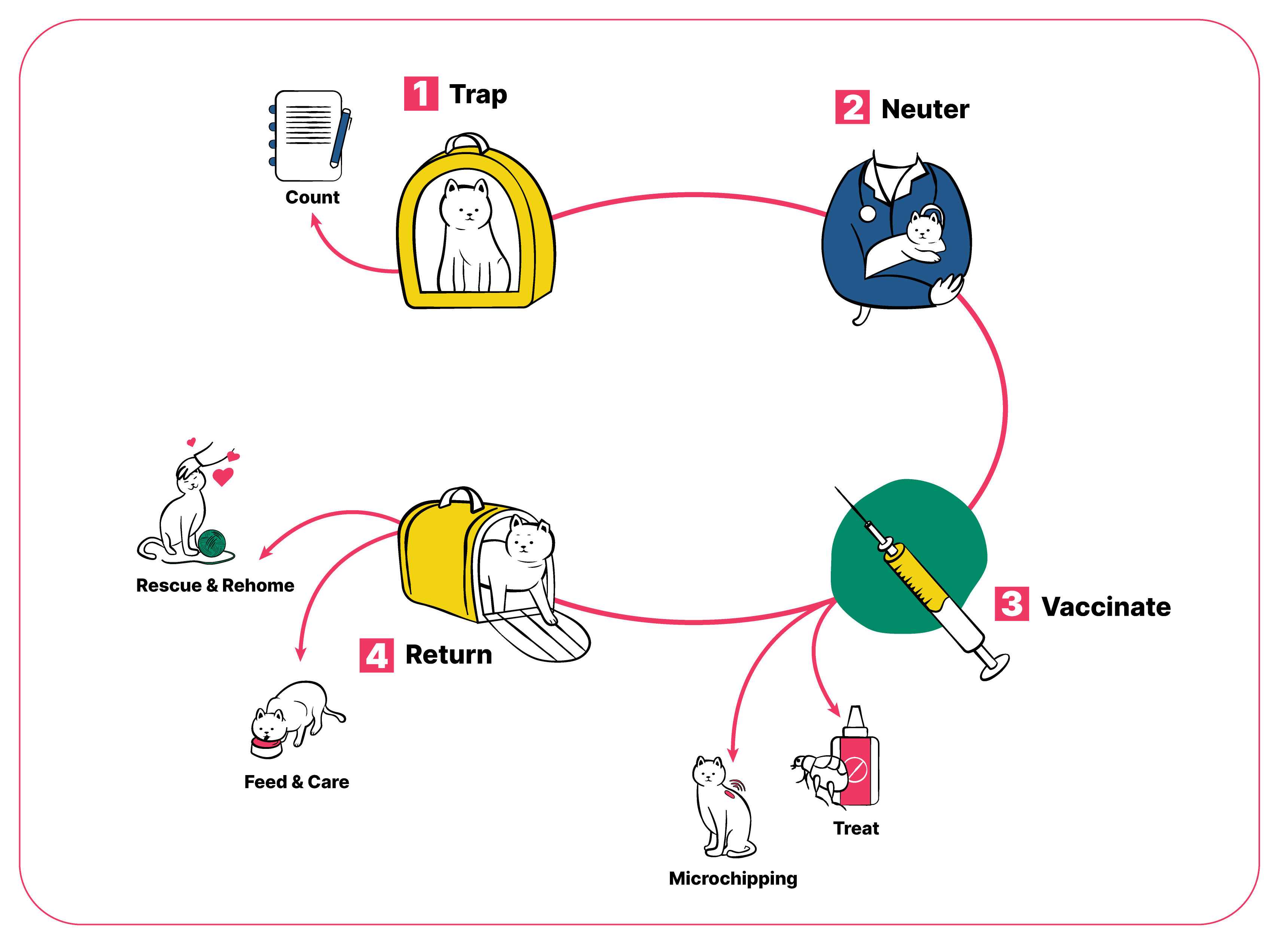 Medical Animal Infographic - CNVR for Cats cat drinking cat illustration cat in carrier cat sitting cats infographic line animal illustration line art medical minimalist infographic pet illustration vaccination vector animal vet website illustration
