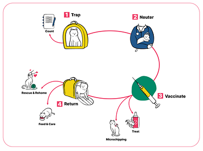 Medical Animal Infographic - CNVR for Cats cat drinking cat illustration cat in carrier cat sitting cats infographic line animal illustration line art medical minimalist infographic pet illustration vaccination vector animal vet website illustration