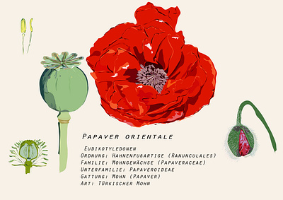 Naturillustrationen
