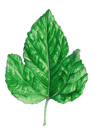 Watercolor Fig Leaf animation background artist art book art botanicial branding childrens book illustration graphic design graphic novel green hand painted illustration leaf leaves logo nature painting picture books realistic scientific illustration watercolor