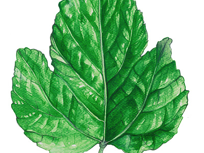 Watercolor Fig Leaf animation background artist art book art botanicial branding childrens book illustration graphic design graphic novel green hand painted illustration leaf leaves logo nature painting picture books realistic scientific illustration watercolor