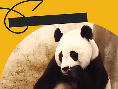 Fast Relief Acupuncture: Startling Allergies, Instagram Reel animation graphic design motion graphics