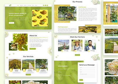 Kiwi Fruit Orchard branding designer figma kiwi fruit landing page new orchard trending ui uiux design visual design website website design