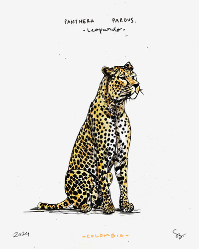 Leopardo natural illustration - S3 adobeillustrator adobephotoshop africa animaldrawing animalillustration asia biodiversity colombia felines illustration graphic design hand drawn handmade illustration inksketch lightroom natural illustration photoshop