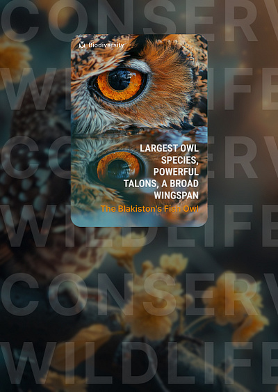 The Blakiston's Fish Owl - Birdlife [ Magazine Covers Design ] magazine cover ui ui magazine cover