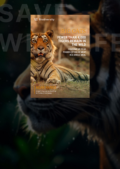 Tiger : The Majestic Hunters [ Magazine Covers Design ] magazine cover design ui