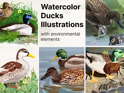 Watercolor ducks illustration 2d illustration adobe illustrator animals birds draw ducks pond print watercolor
