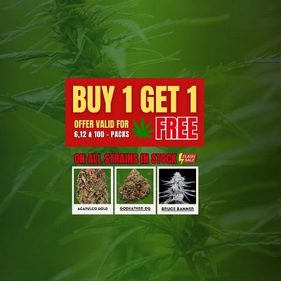 Ads Design for JGseeds cannabis seeds brand branding graphic design mobile responsive social media typography ui