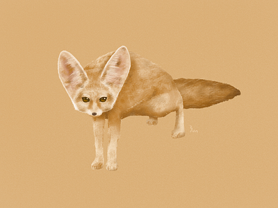 Fennec Fox animal art design drawing fennec fox illustration yununuan