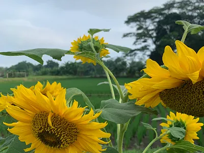 Flowers Photography