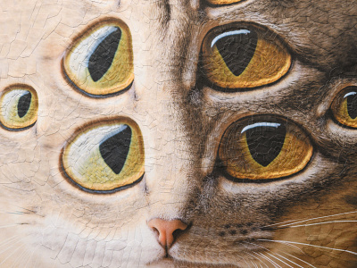 Eli, detail cat cats collage detail eye eyes