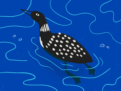 Common Loon Sketch bird bird illustration birder birding blue color palette common loon digital art freelance illustrator loon loon illustration north american north american wildlife water water bird wildlife illustration