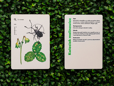 What Pest Are You? adobe indesign bugs card game design for education editorial design graphic design green layout memory cards memory game nature plant pests plants playing cards print school study watercolor painting watercolors