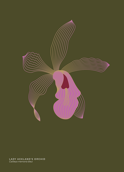 Orchid Illustration Line-art art nouveau flower illustration line art modern orchid panebranca