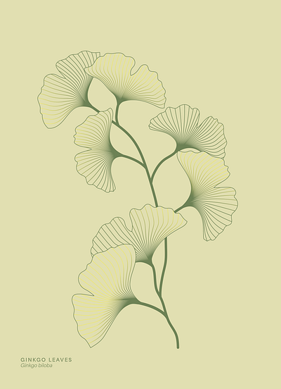 Ginkgo Leaves Illustration Line-art biloba ginkgo ginkgo biloba golden golden leaves green leaves illustration leaves line art panebranca plant