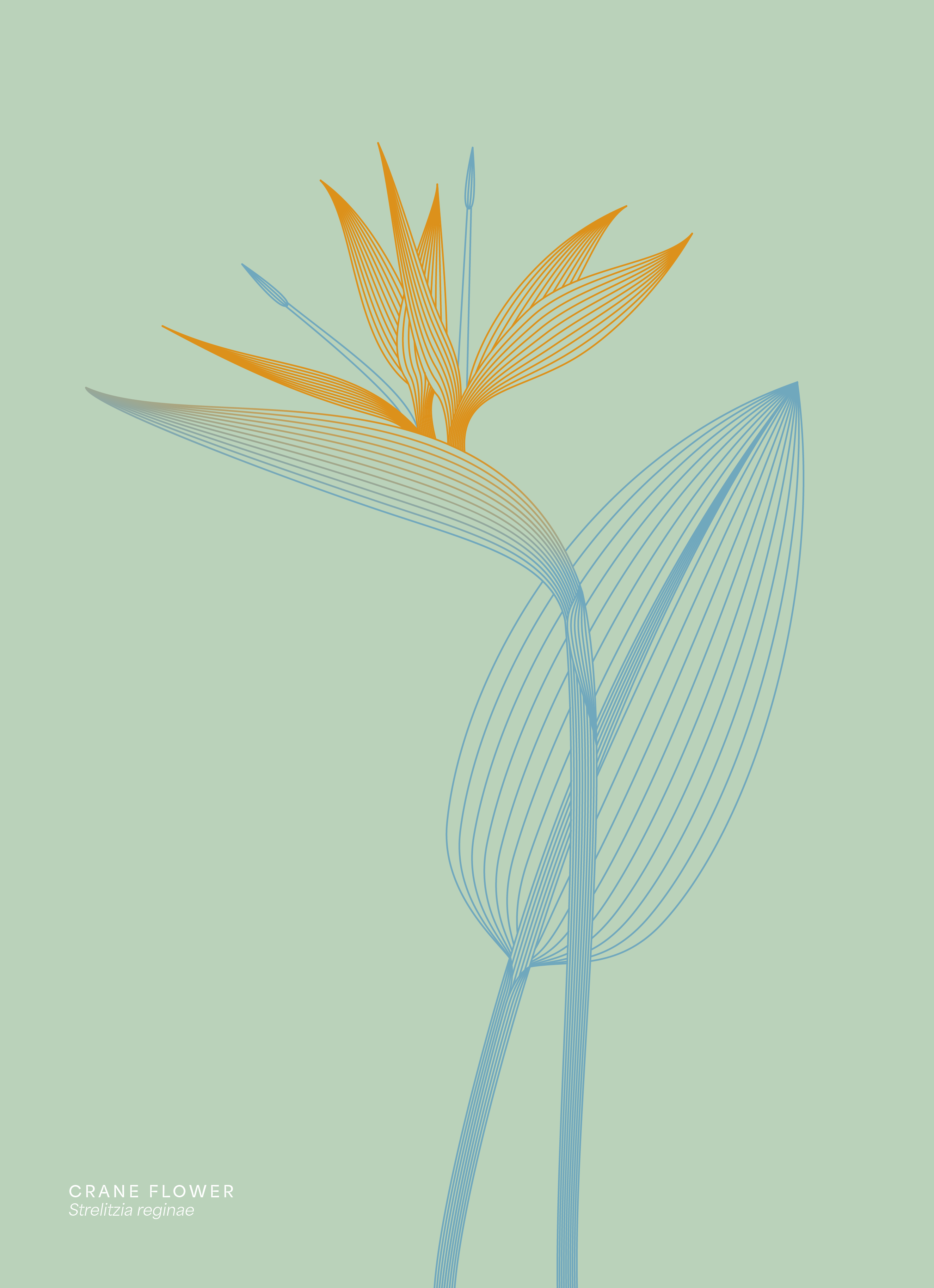Crane Flower Illustration Line-art crane crane flower delicate exotic exotic flower feminine flower green illustration line art modern orange panebranca teal