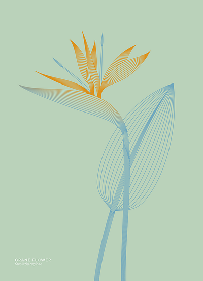 Crane Flower Illustration Line-art crane crane flower delicate exotic exotic flower feminine flower green illustration line art modern orange panebranca teal