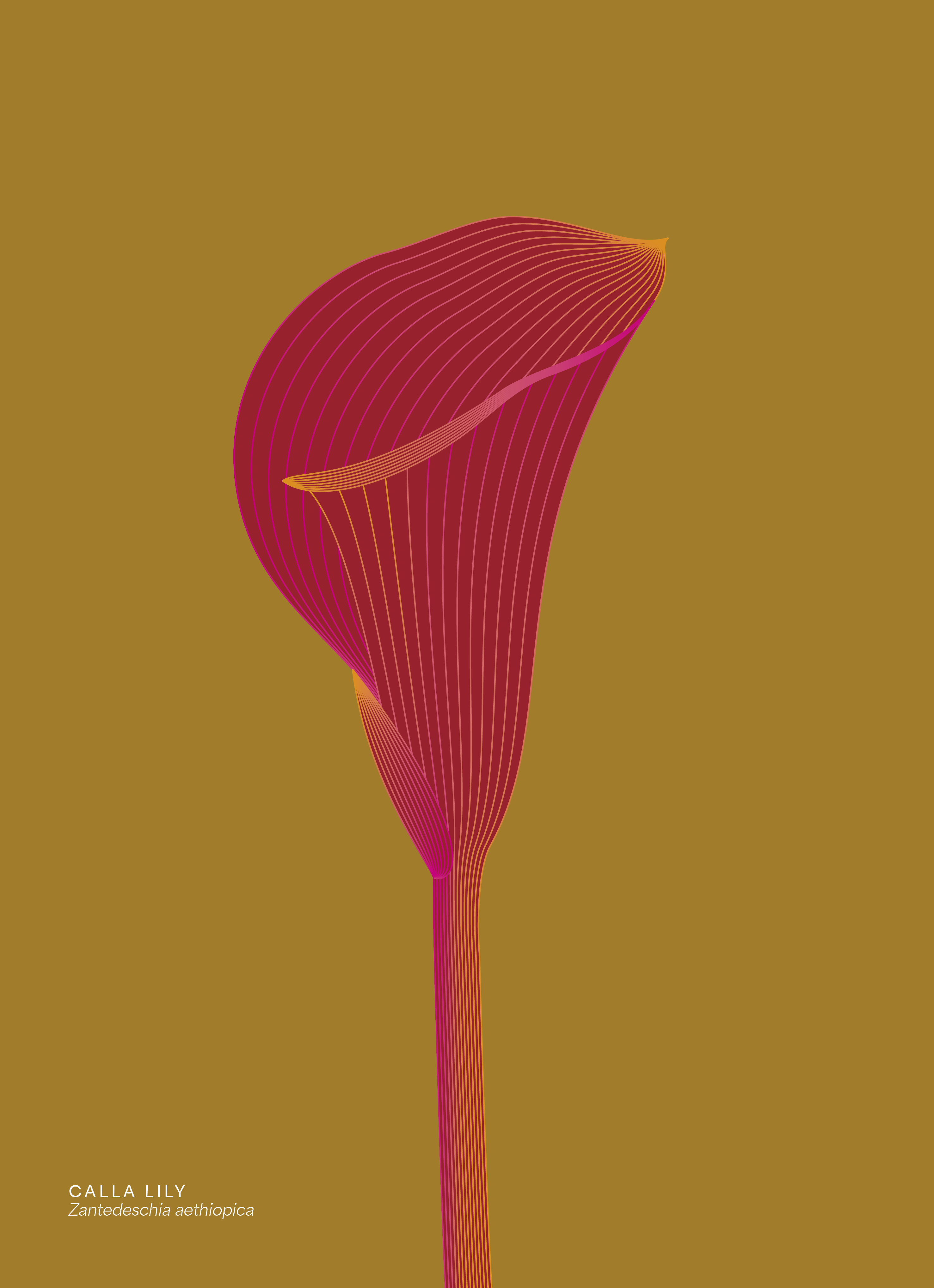 Calla Lily Illustration Line-art calla calla lily delicate feminine flower flower illustration illustration lilly line art modern red