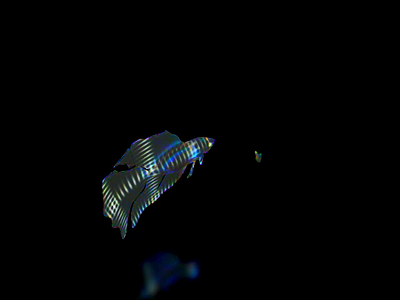 白虹鱗 animation fish glow illuminate iridescence rare tropical fish