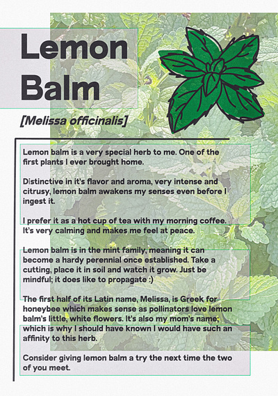 lemon balm reflection design illustration illustrator line drawing nature pastel photography photoshop