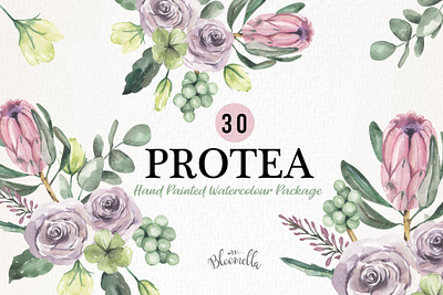 Protea Watercolour Clipart clipart floral flowers illustration protea watercolor watercolour