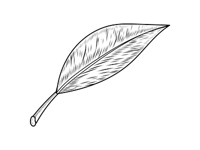 hand drawn leaf sketch to vector vintage logo design line