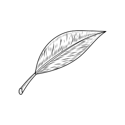 hand drawn leaf sketch to vector vintage logo design line