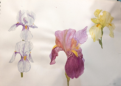 Iris Watercolor