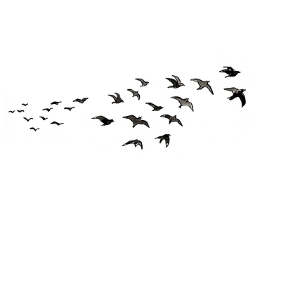 Flock of birds black and white drawing illustration minimalist pen and ink